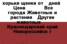 хорьки щенки от 35дней › Цена ­ 4 000 - Все города Животные и растения » Другие животные   . Краснодарский край,Новороссийск г.
